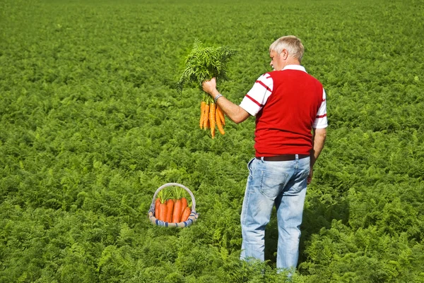Stolzer Karottenbauer pflückt frische Karotten in seinem Korb — Stockfoto