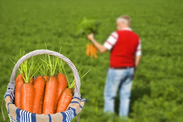 Mândru fermier morcov culegând morcovi proaspeți în coșul său — Fotografie, imagine de stoc