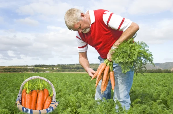 Orgulloso granjero de zanahorias recogiendo zanahorias frescas en su cesta —  Fotos de Stock