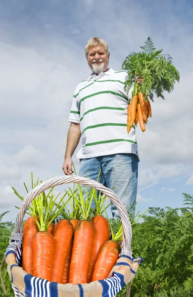 Гордый фермер собирает свежую морковь в свою корзину — стоковое фото