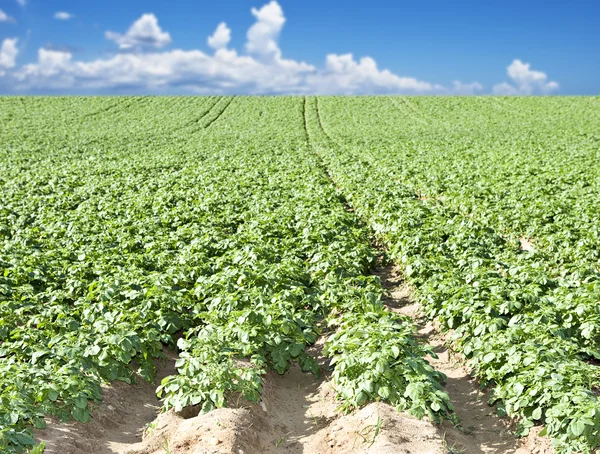 Картофельное поле с небом и облаком — стоковое фото