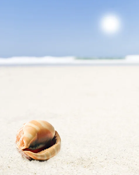 Krásné prostředí dokonale tvarovaný moře na písečné pláži — Stock fotografie