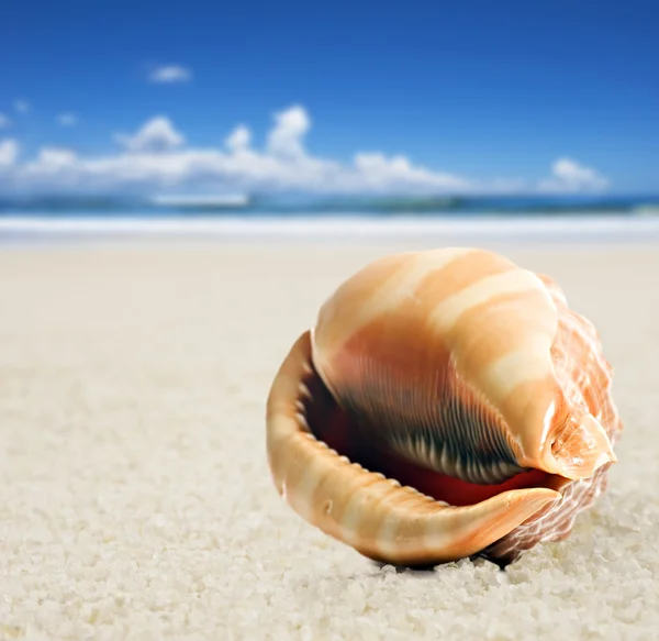 Een mooie perfect gevormde zee schelp op het zandstrand — Stockfoto