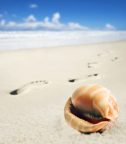 Sea shell en voet wordt afgedrukt op een zandstrand — Stockfoto
