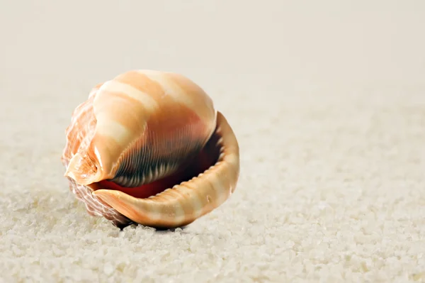 在沙滩上的美丽形态完美的圆形海贝壳 — 图库照片