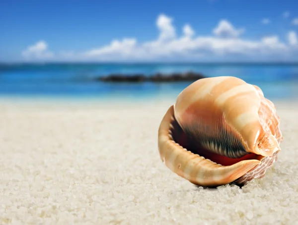 Kumlu sahilde güzel bir mükemmel şekilli deniz kabuğu — Stok fotoğraf