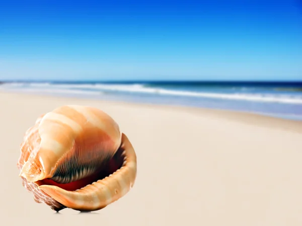Egy gyönyörű, tökéletes alakú tengeri kagyló a homokos strandon — Stock Fotó