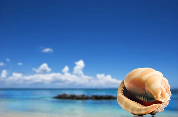 Uma bela concha do mar em forma perfeita na praia de areia — Fotografia de Stock