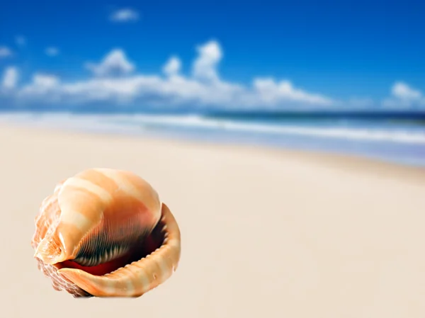 Μια όμορφη, τέλεια διαμορφωμένο κέλυφος θάλασσα στην αμμώδη παραλία — Φωτογραφία Αρχείου