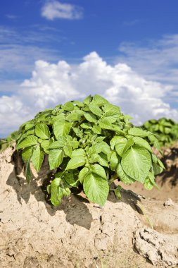 A Potato field with sky and cloud clipart