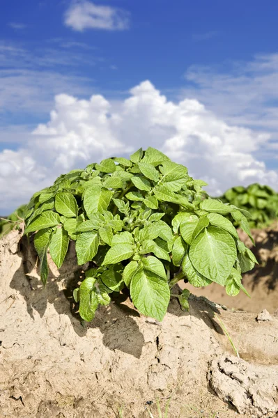 stock image A Potato field with sky and cloud