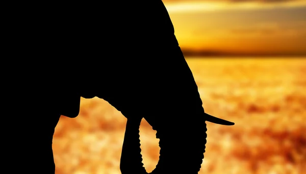 Słoń afrykański głowa - z bliska na zachodzie słońca — Zdjęcie stockowe