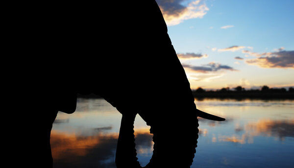 Голова африканского слона - крупным планом на закате
