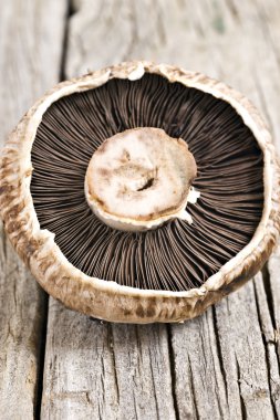 Healthy fresh organic mushroom close up clipart