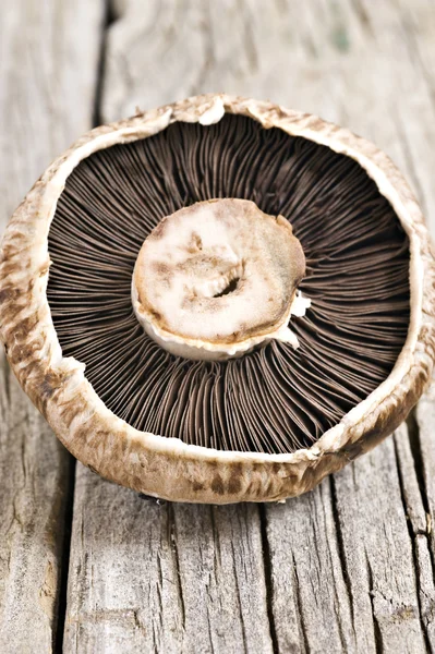 Healthy fresh organic mushroom close up — Stock Photo, Image