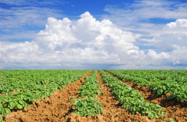 Green potato field with sky and cloud clipart