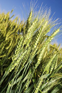 Green wheat field before harvest clipart