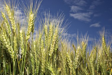 Wheat on the field against blue sky clipart