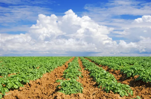 하늘과 구름과 녹색 감자 밭 — 스톡 사진
