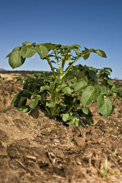 Bir tane patates bitki mavi gökyüzü — Stok fotoğraf