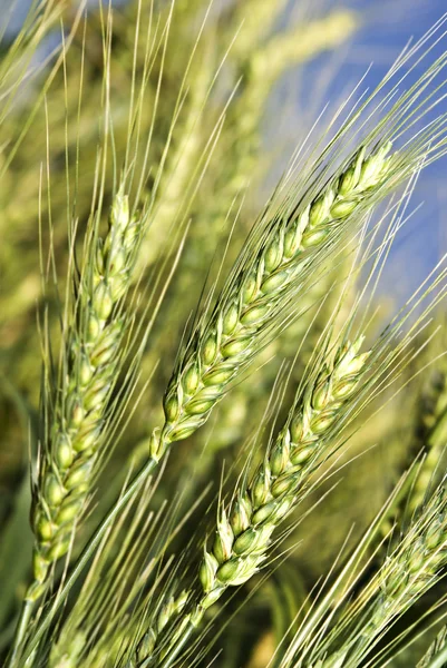 stock image Green wheat field before harvest