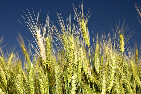 stock image Green wheat field before harvest