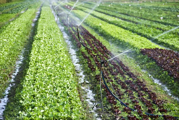 Organic lettuce being watered on the field — Stock Photo, Image