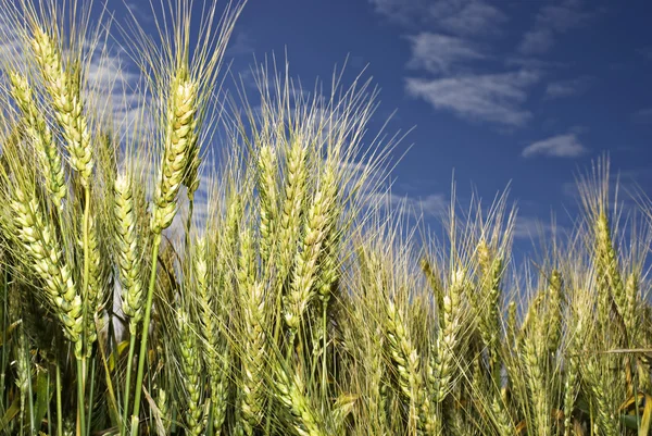 stock image Wheat on the field against blue sky