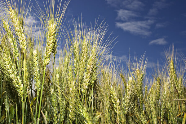 Wheat on the field against blue sky