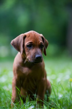 açık havada Rodezya ridgeback köpek yavrusu