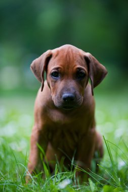 açık havada Rodezya ridgeback köpek yavrusu