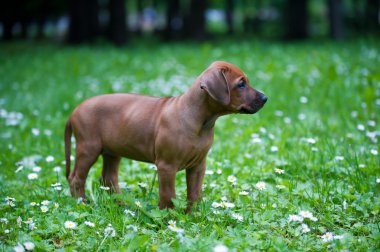 açık havada Rodezya ridgeback köpek yavrusu