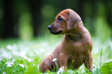 açık havada Rodezya ridgeback köpek yavrusu