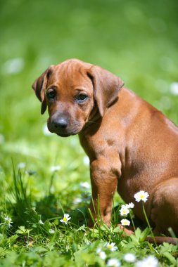 açık havada Rodezya ridgeback köpek yavrusu