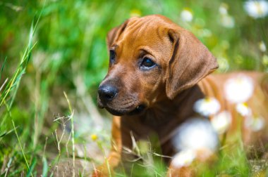 bir alandaki Rodezya ridgeback köpek yavrusu