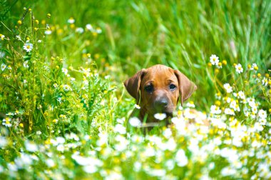 bir alandaki Rodezya ridgeback köpek yavrusu