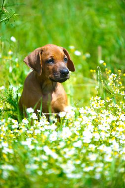 bir alandaki Rodezya ridgeback köpek yavrusu