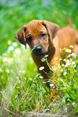 bir alandaki Rodezya ridgeback köpek yavrusu