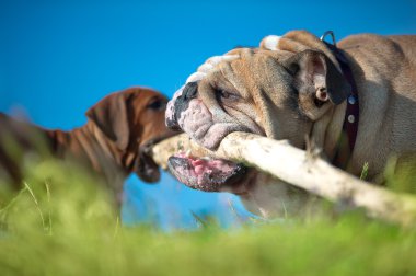 Rhodesian ridgeback puppy and english bulldog in a field clipart