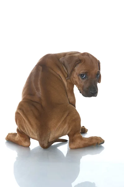 ローデシアン ・ リッジバック子犬の分離 — ストック写真
