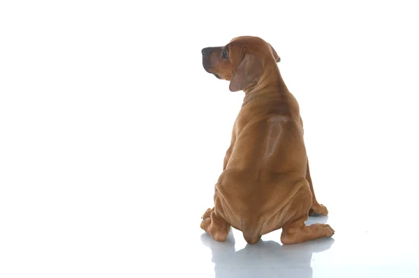 ローデシアン ・ リッジバック子犬の分離 — ストック写真