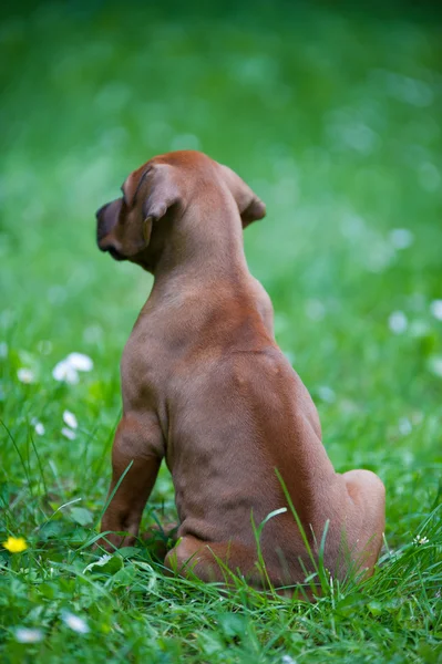 Родезийский горный щенок на открытом воздухе — стоковое фото