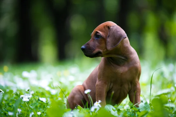 Filhote de cachorro Rhodesian ridgeback ao ar livre — Fotografia de Stock
