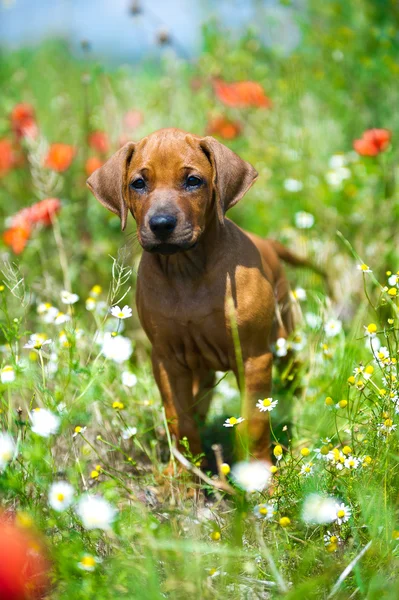 Rhodesian ridgeback puppy in a field — Stock Photo, Image