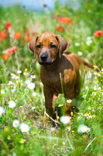 Rhodesian ridgeback puppy in een veld — Stockfoto