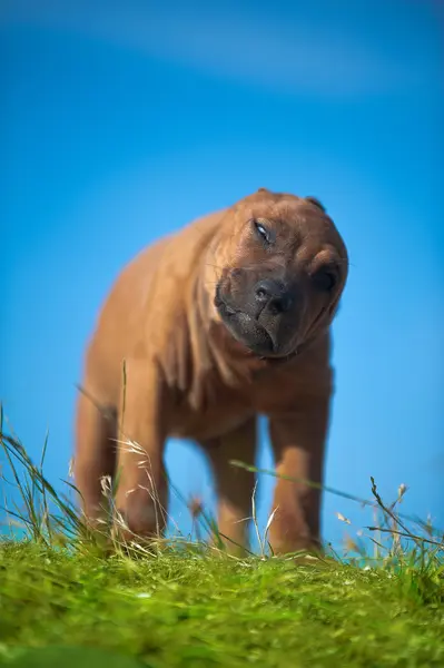 Rhodesian ridgeback puppy in een veld — Stockfoto
