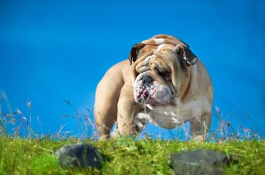 Dışarıda oynarken güzel engish bulldog