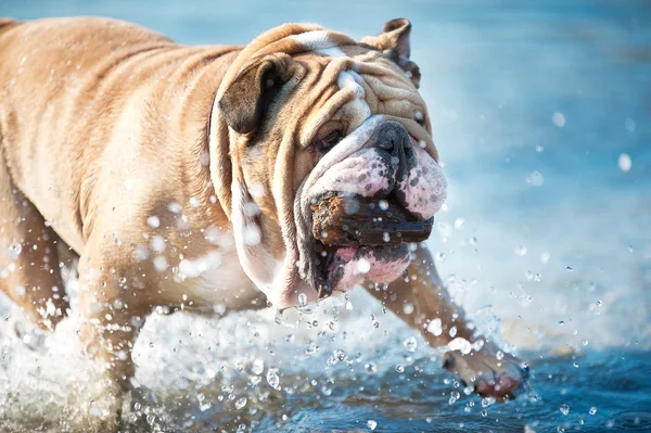 Linda Engish Bulldog correndo no mar — Fotografia de Stock