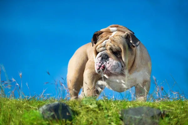 Bonito Inglês Bulldog ao ar livre jogando — Fotografia de Stock