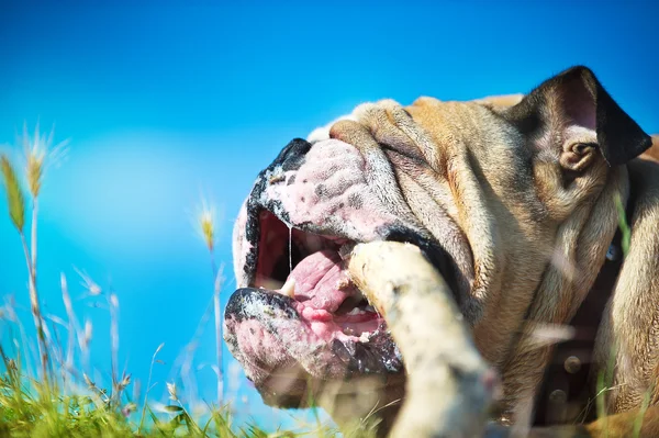 Bonito Inglês Bulldog ao ar livre jogando — Fotografia de Stock